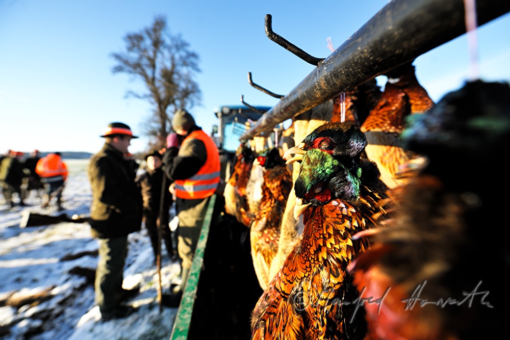 Wagen mit erlegtem Wild bei einer Treibjagd mit Feldhasen