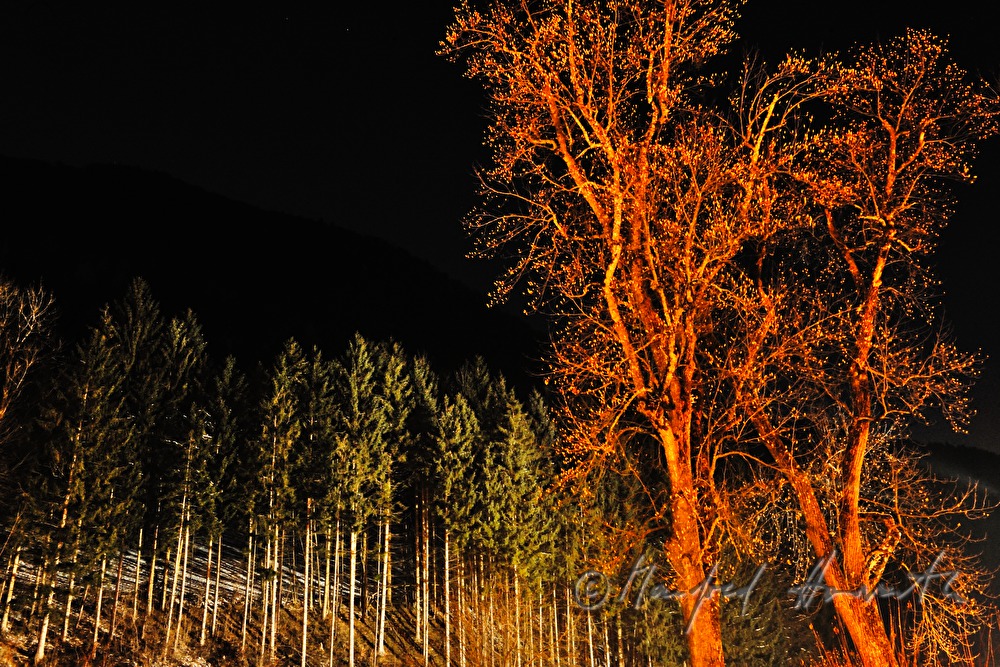 Nadelwald und zwei Laubbäume im Winter