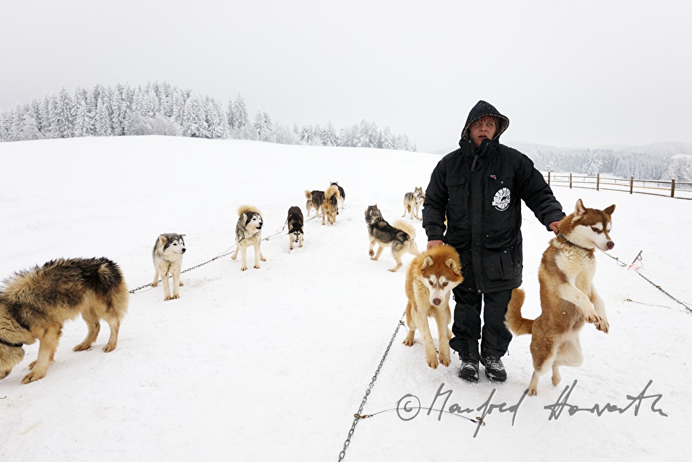 Einladen der Schlittenhunde aus dem Anhänger