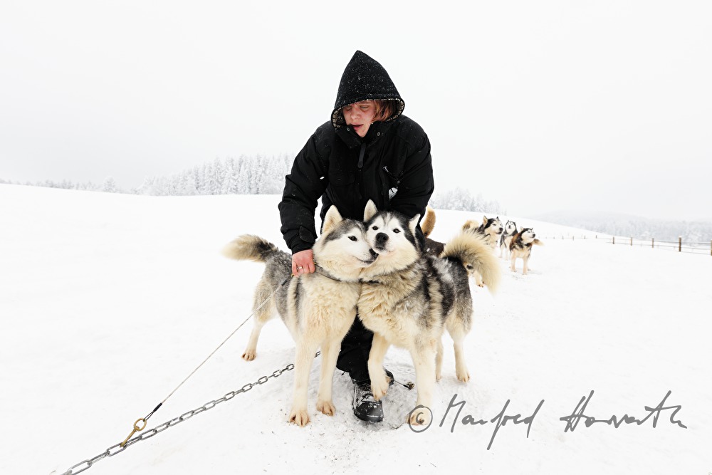 Musher (Schlittenhundeführer) mit Husky