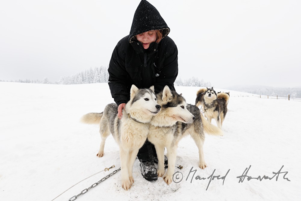 Musher (Schlittenhundeführer) mit Husky