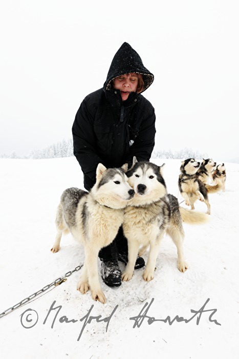 Musher (Schlittenhundeführer) mit Husky