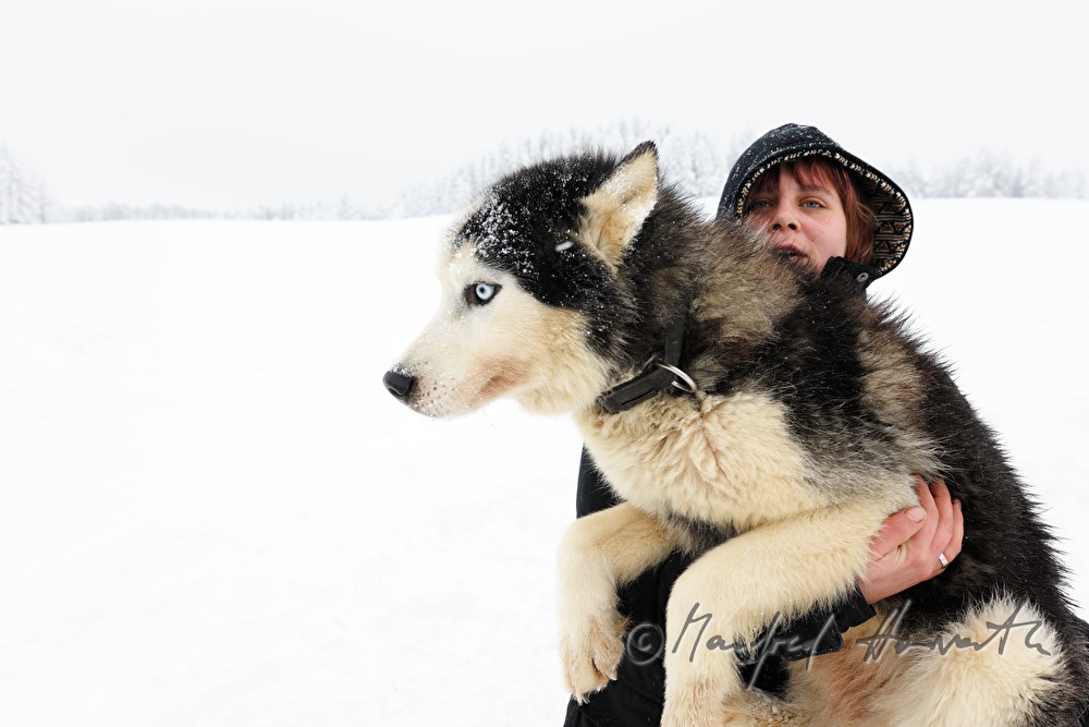 Musher (Schlittenhundeführer) mit Husky