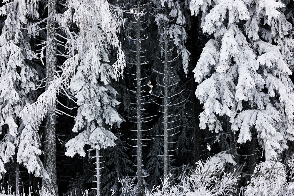 schneebedeckte Nadelbäume mit Rauhreif
