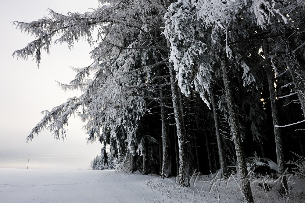 schneebedeckte Nadelbäume mit Rauhreif