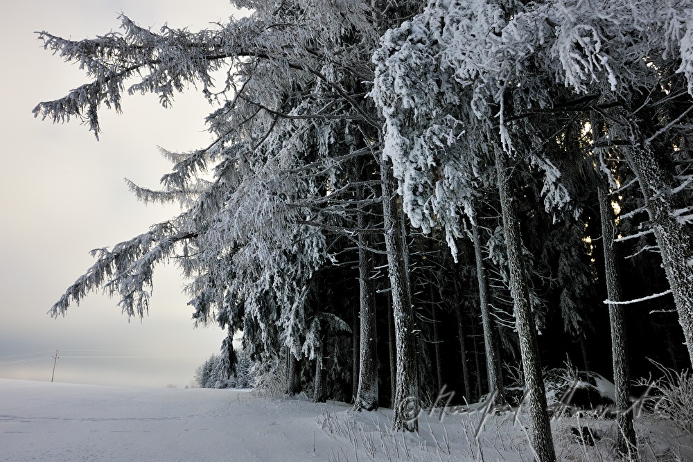 schneebedeckte Nadelbäume mit Rauhreif