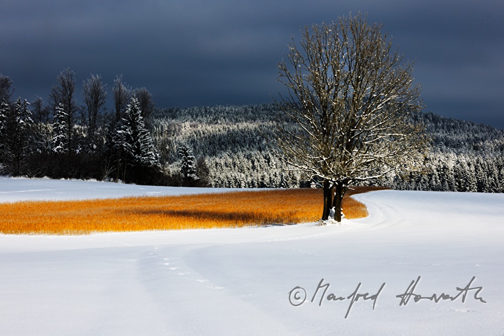 Schnee im Winterwald