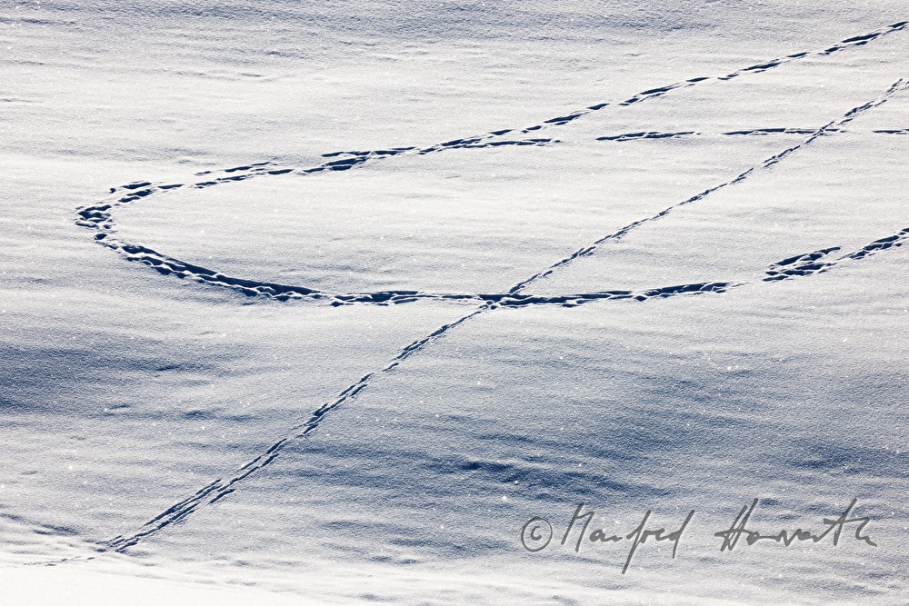 Spuren im Schnee in einem Feld