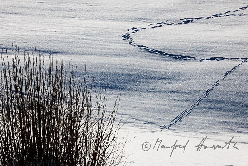 Spuren im Schnee in einem Feld