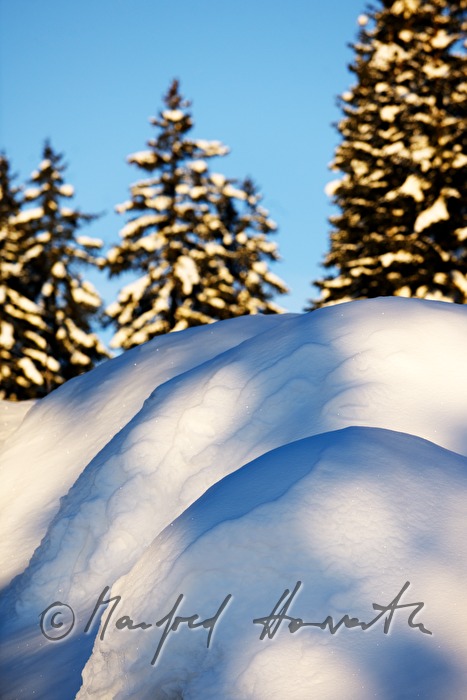 eingeschneite Tanne bei ca. 3 Meter Schnee