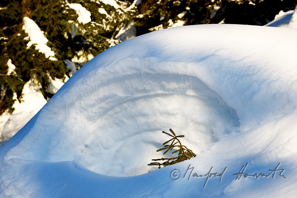 eingeschneite Tanne bei ca. 3 Meter Schnee