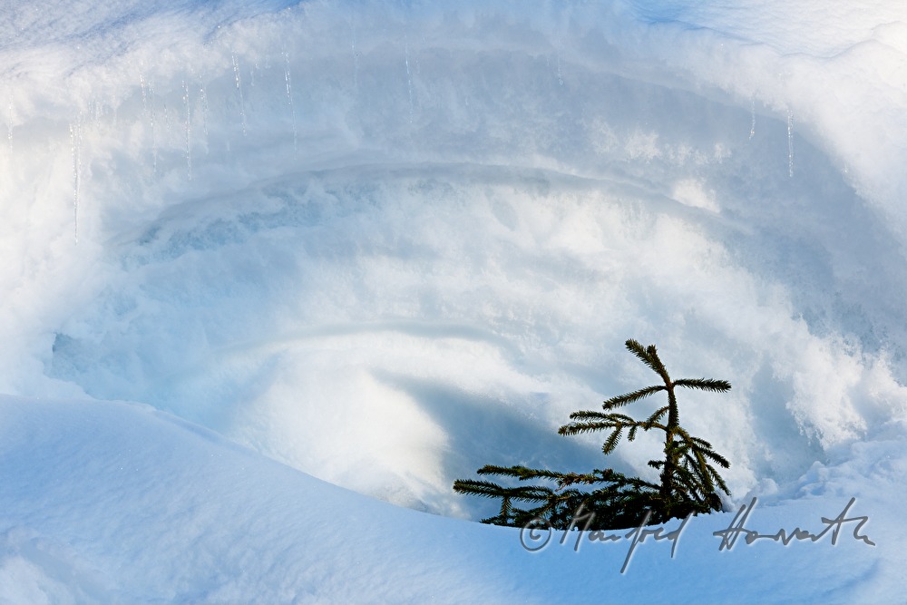 eingeschneite Tanne bei ca. 3 Meter Schnee
