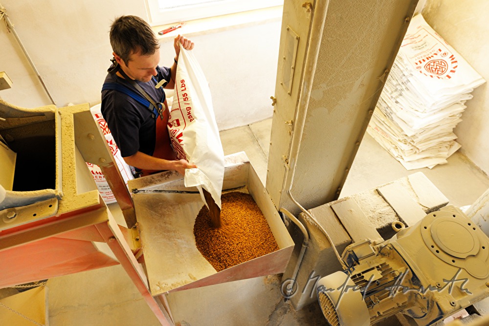 Malz einfüllen in die Malzmühle (über dem Sudhaus)