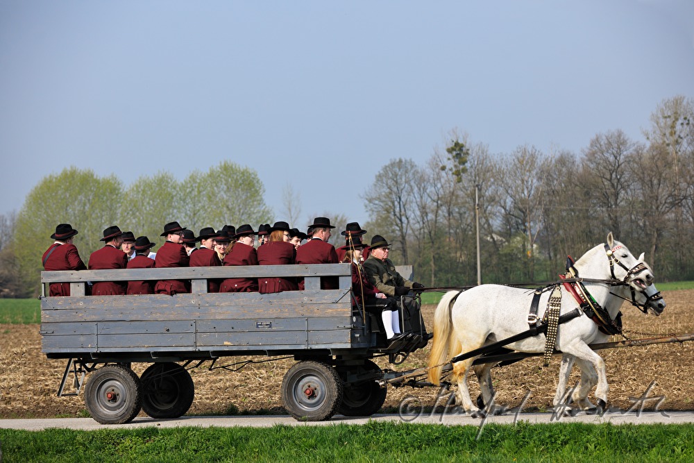Wagen mit Musikern bei der Pferdewallfahrt (Georgiritt)