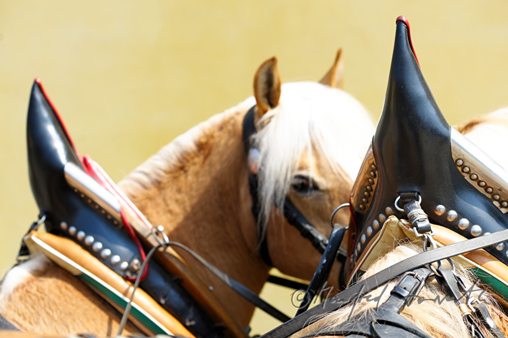 Haflinger-Zweier-Bespannung für die Kutsche beim Georgiritt