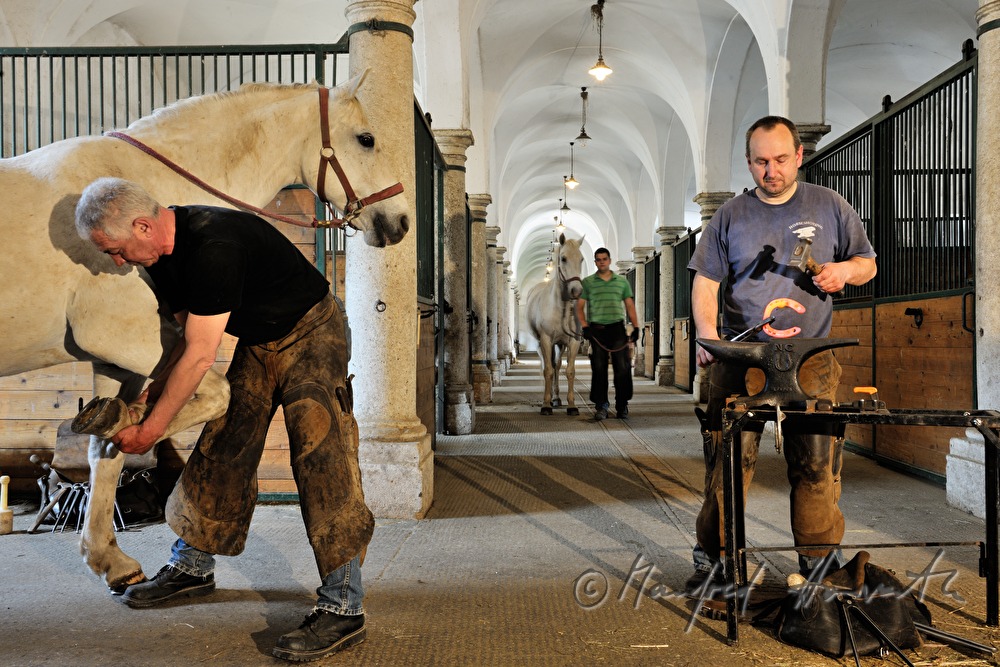 Hufschmied bei der Arbeit in den Stallungen