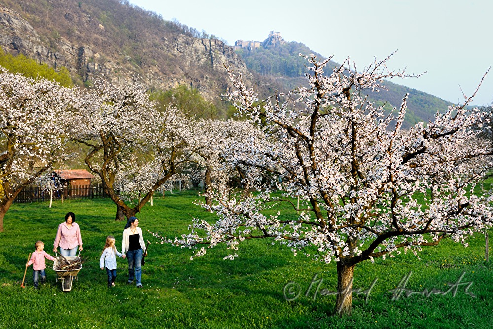 Familie bei der Arbeit im blühenden Marillengarten