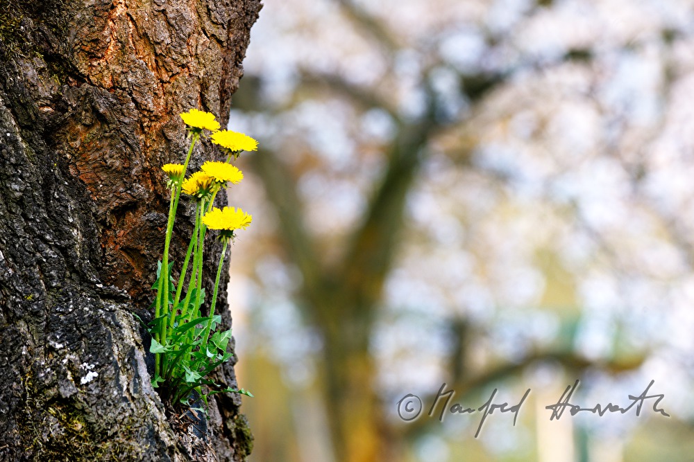 Löwenzahn wächst aus der Astgabel eines Marillenbaumes