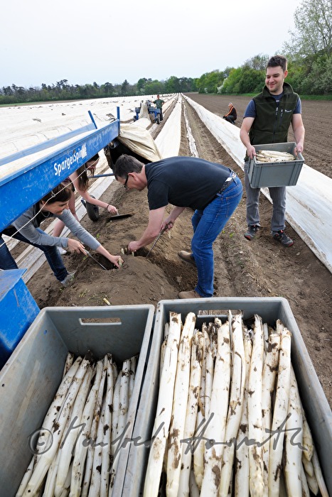 Kisten mit Bio-Spargel bei der Ernte im Frühjahr