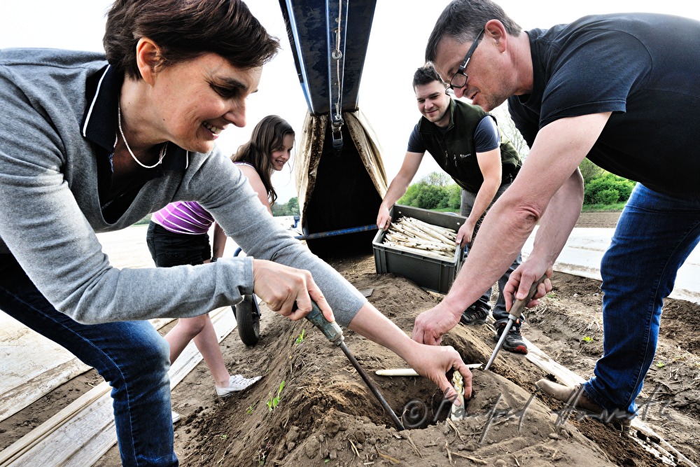 Spargelstecher bei der Spargelernte im Frühjahr