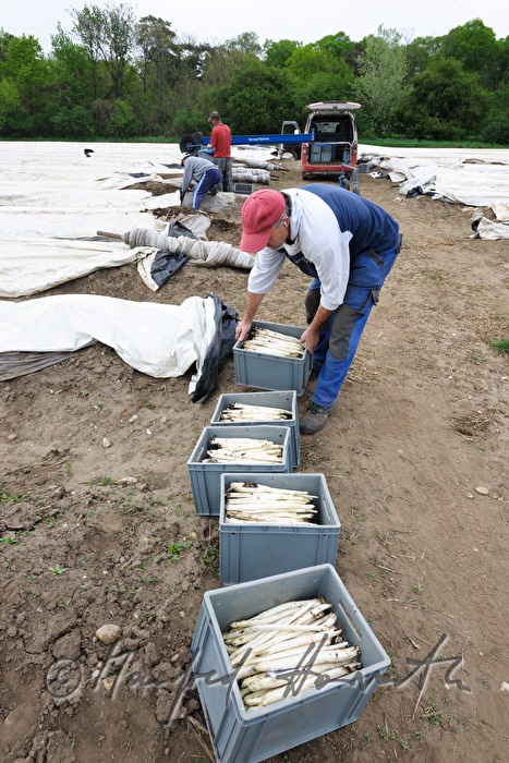 Kisten mit Bio-Spargel bei der Ernte im Frühjahr