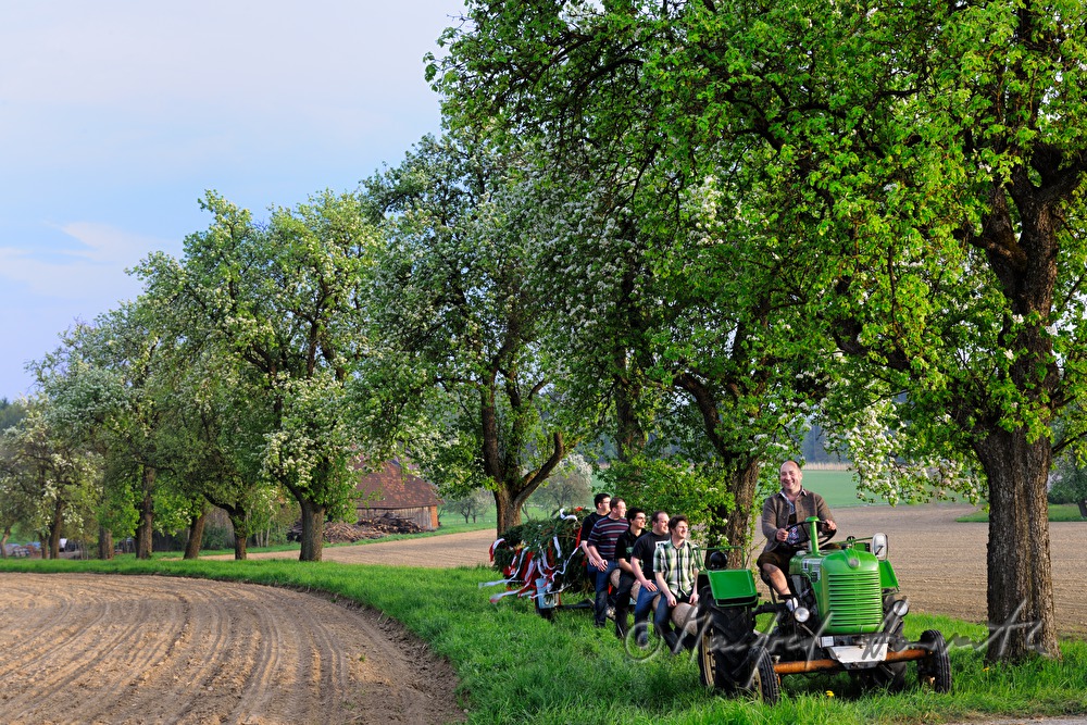Transport des Maibaumes zum Dorfplatz