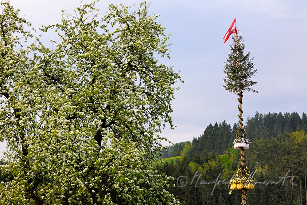 Maibbaum und blühender Birnbaum