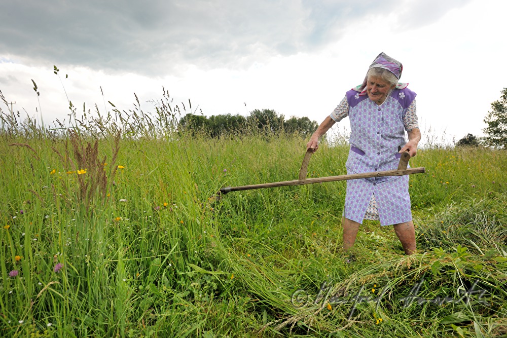 Bäuerin mäht mit der Sense Futter für die Kühe