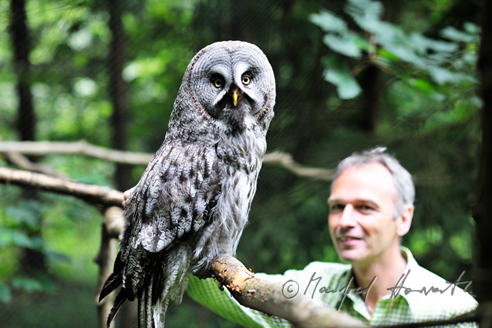 Waldkauz und Besucher im Naturpark Buchenberg