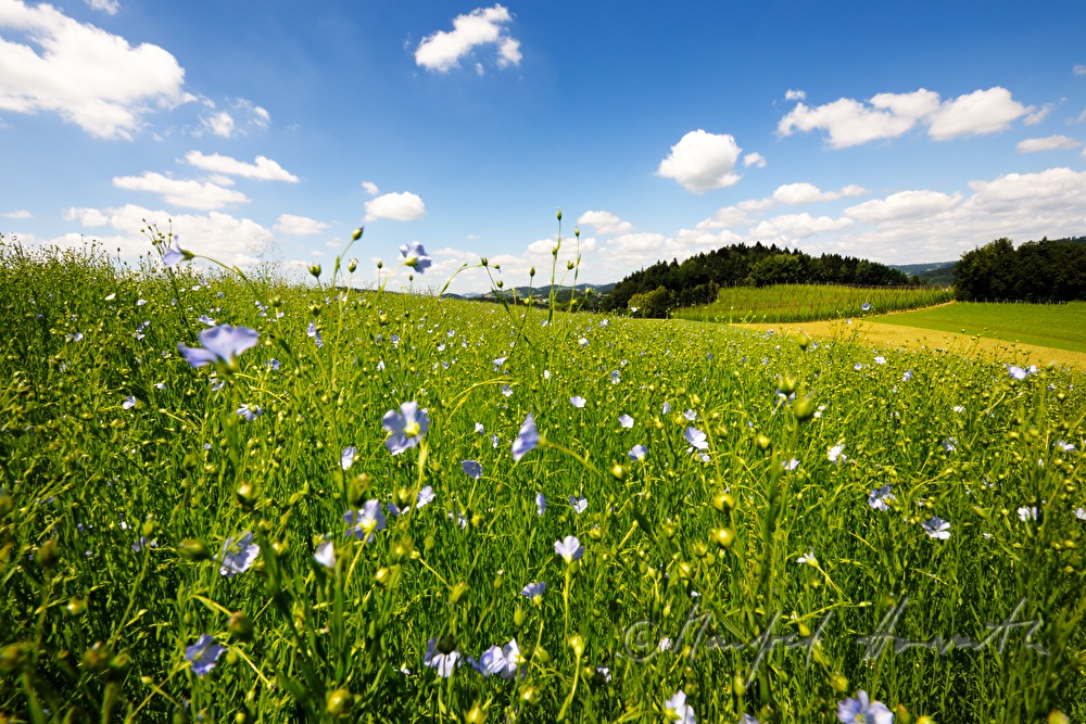 blühendes Leinfeld im Juli