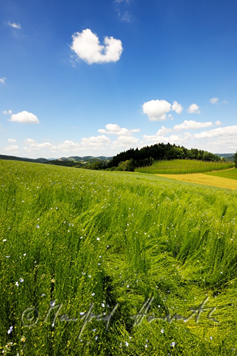 blühendes Leinfeld im Juli