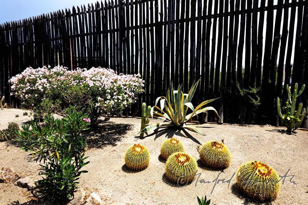 Kakteen im Wüsten-Garten