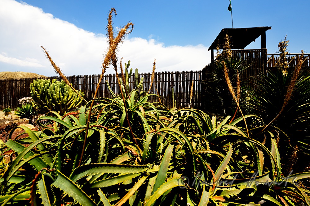 Kakteen im Wüsten-Garten