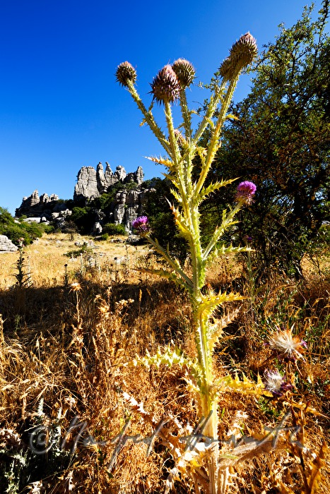 Karstformationen El Tocal und Disteln