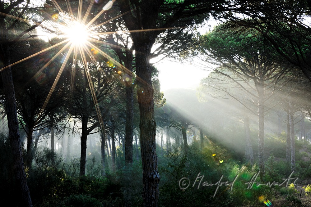 Morgendunst im Pinienwald