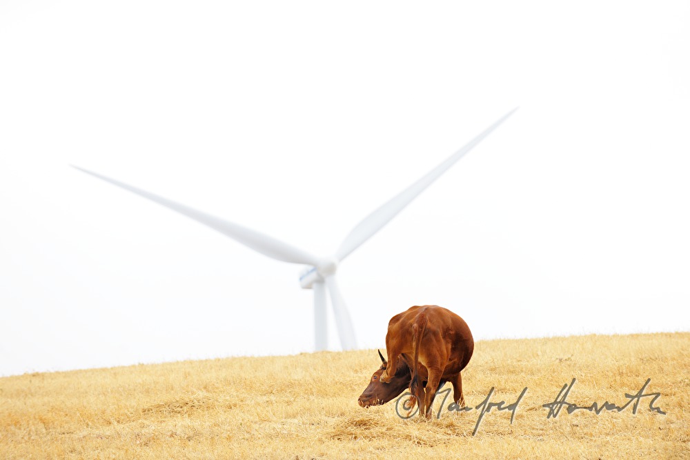 Stier in einem Getreidefeld und Windrad