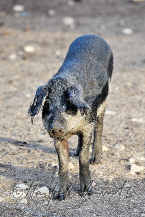 Wollschweine (Mangalitza) auf der Weide