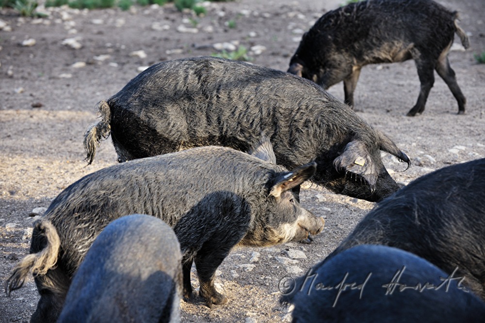 Wollschweine (Mangalitza) auf der Weide