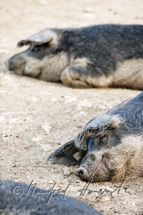 Wollschweine (Mangalitza) auf der Weide