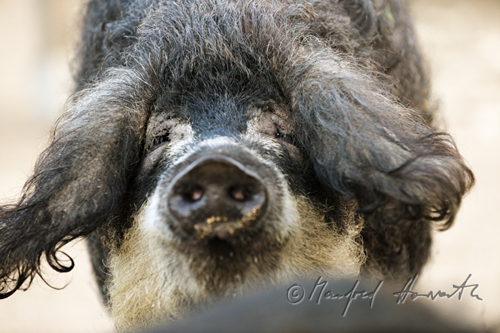Wollschweine (Mangalitza) auf der Weide