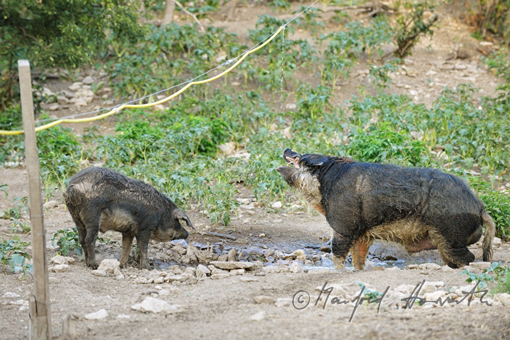 Wollschweine (Mangalitza) auf der Weide