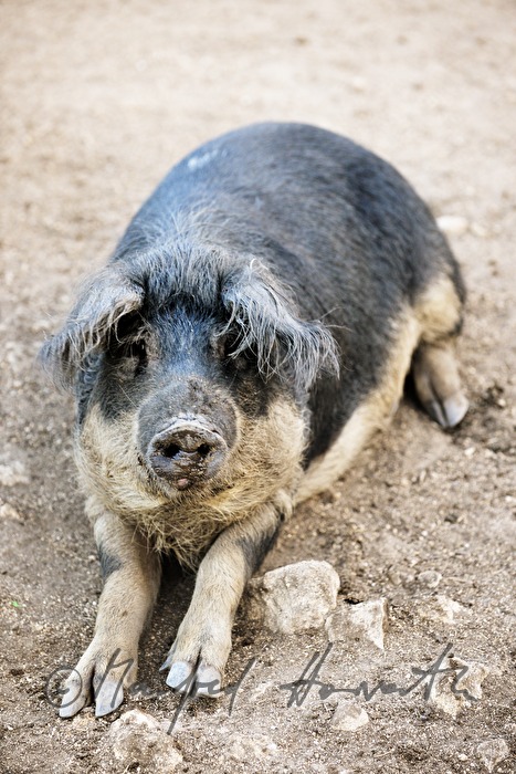 Wollschweine (Mangalitza) auf der Weide