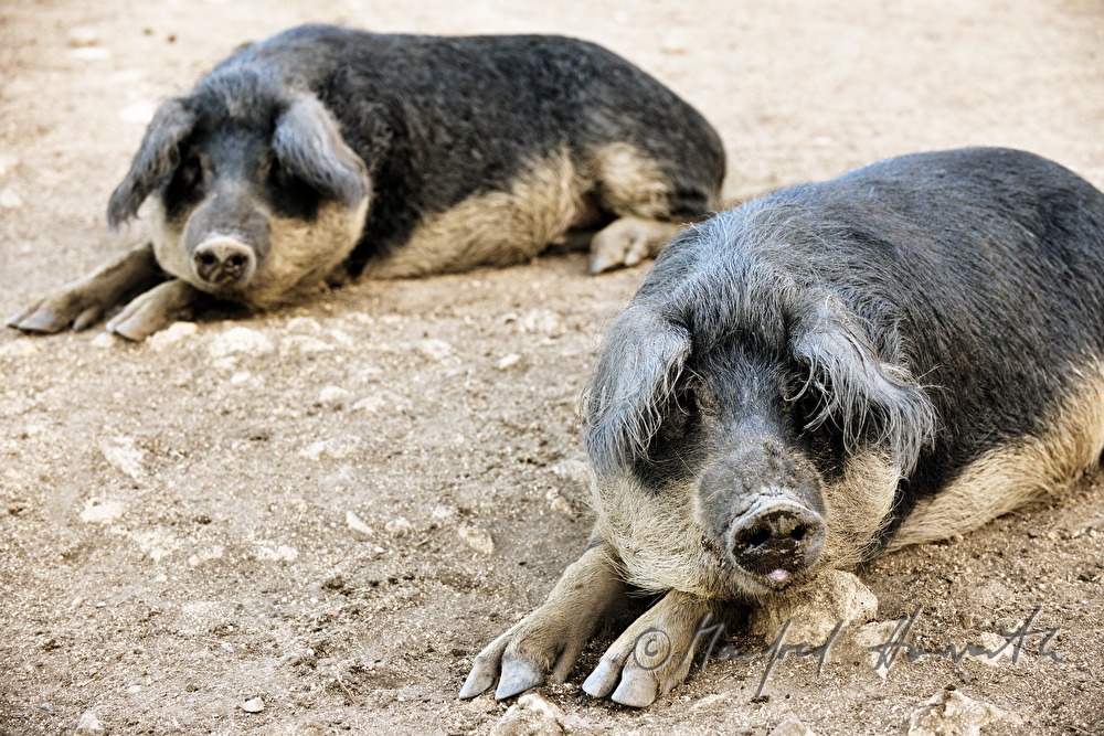Wollschweine (Mangalitza) auf der Weide