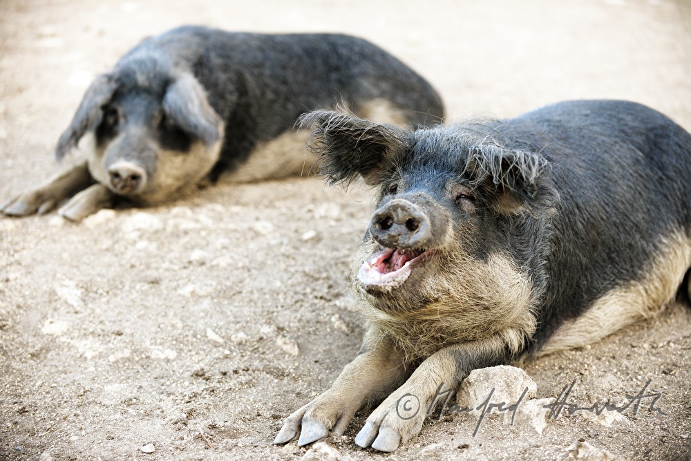 Wollschweine (Mangalitza) auf der Weide