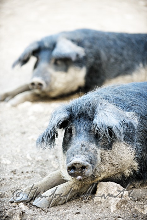 Wollschweine (Mangalitza) auf der Weide