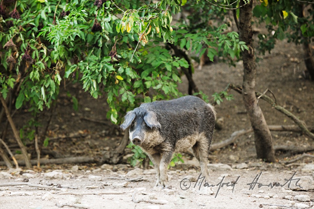 Wollschweine (Mangalitza) auf der Weide
