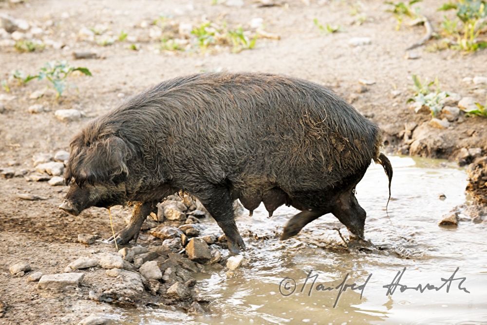 Wollschweine (Mangalitza) auf der Weide