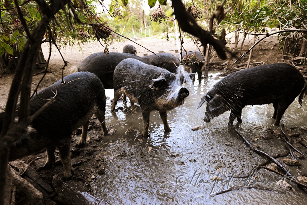 Wollschweine (Mangalitza) auf der Weide