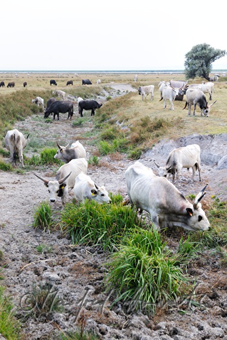 Ungarische Graurinder auf der Weide des Nationalparks