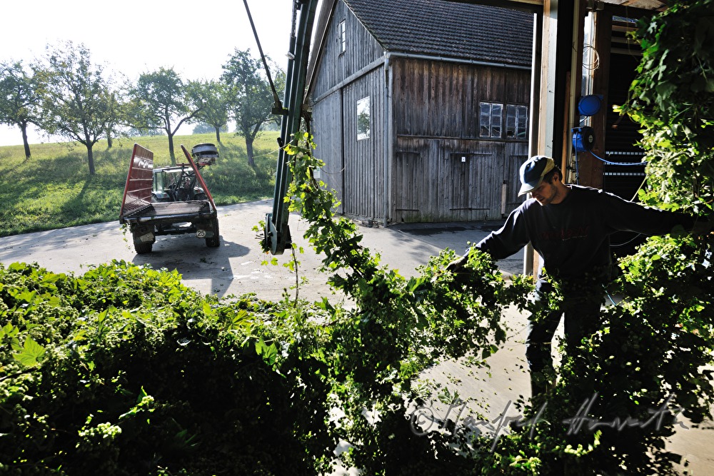 Einhängen der Hopfenpflanze zum Gewinnen der Dolden